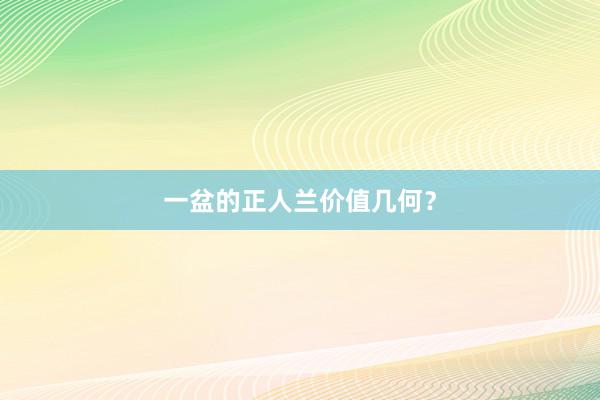 一盆的正人兰价值几何？