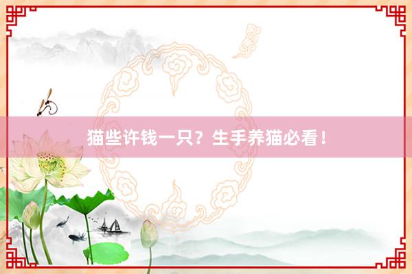 猫些许钱一只?生手养猫必看!