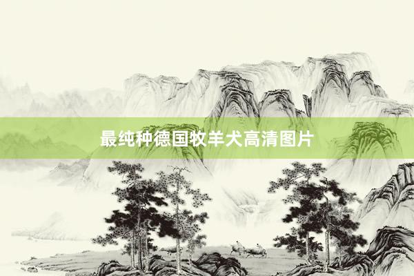 最纯种德国牧羊犬高清图片